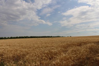 Altın buğday tarlası