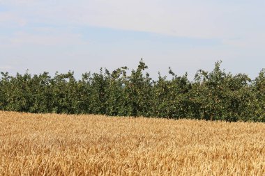 Mavi gökyüzü arka plan ile yeşil buğday alanı
