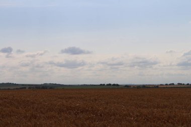 Buğday tarlası ve mavi gökyüzü