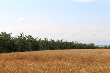 Buğday tarlası, kırsal tarım doğa bitki örtüsü.