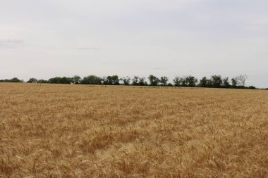 Yazın buğday tarlası