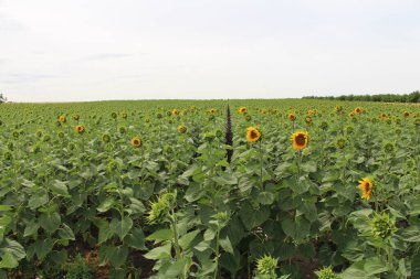 Yazın ayçiçeği tarlası. Bulutlu güzel mavi gökyüzünün arka planında ayçiçekleri.