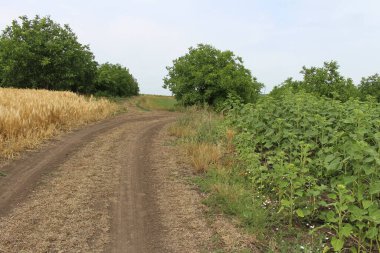 Bir Buğday Tarlası