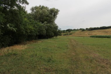 Kırsaldaki yeşil çayır ve orman.