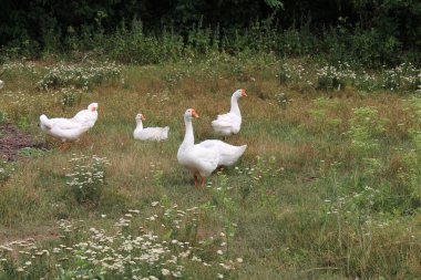 Çayırda bir grup kaz.