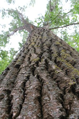 Ormanda ağaç gövdesi, bitki örtüsü