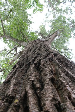 Büyük bir ağaç, kökleri orman ve Tayland 'da