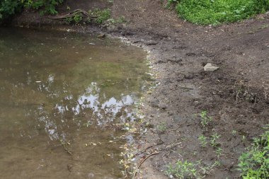 ormanda nehir kıyısında