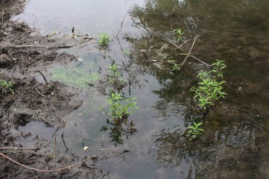 Suda küçük bir bitki