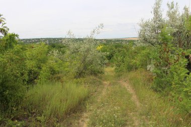 Ormanda yol