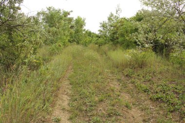 Sonbaharda kırlarda yol