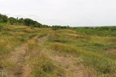 Çimen ve ormanın güzel manzarası