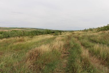 Kırsalda bir buğday tarlası. çimen ve buğday tarlası.