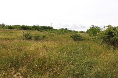 Kırsalda yeşil çimenler ve ağaçlar.