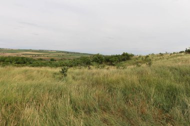 Güzel bir çimen manzarası ve bulutlu bir gökyüzü.