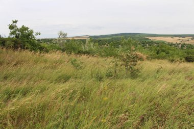 Arka planda bir ağaç ve bulutlu bir gökyüzü manzarası