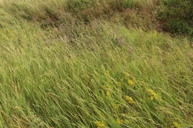 Parkta yeşil çimenler