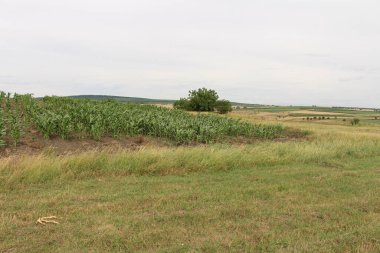 Yeşil çimlerin ve mavi gökyüzünün güzel manzarası.