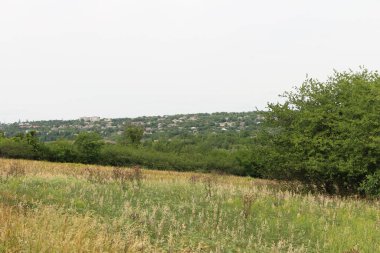 Bir sürü bitkisi olan yeşil bir alan.