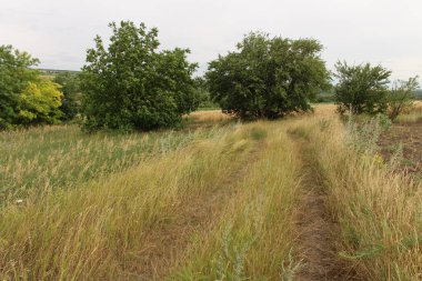 Mavi gökyüzü ile yeşil alan