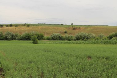 Büyük ağaçlı yeşil alan.