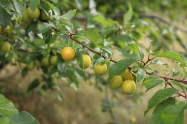 Olgun elmalar dalda.