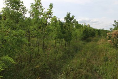 Sabah güzel bir orman