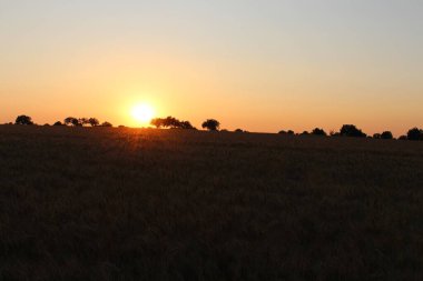 Kırsalda buğday tarlasında gün batımı