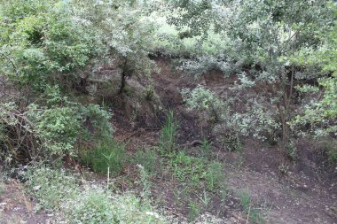 Küçük bir dağ nehri manzarası