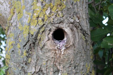 Delikli bir ağaç gövdesi.