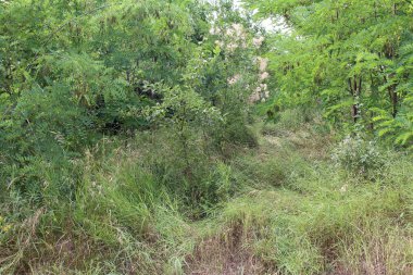 Bahçedeki yeşil çimenler ve bitkiler