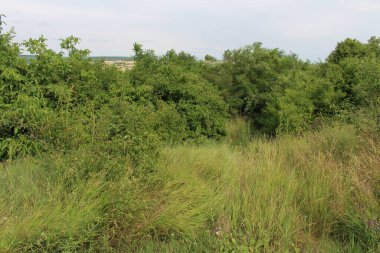 Yazın yeşil çimenler