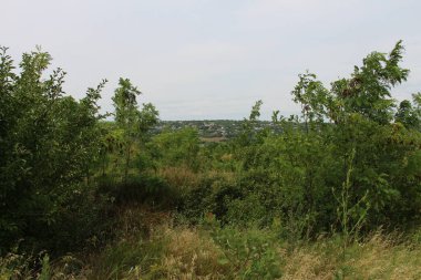 Kırsaldaki ormanda güzel bir ağaç görüntüsü.