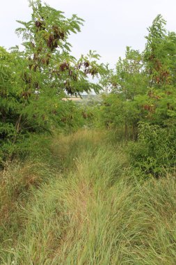 Ağacı ve yeşil otları olan güzel bir manzara.