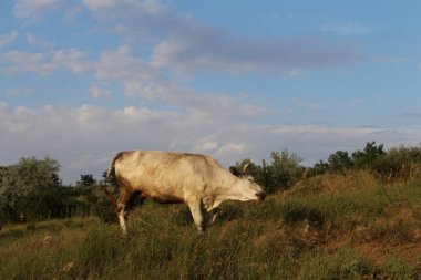 İspanya 'da çayırdaki beyaz boğa