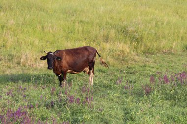 Çayırda otlayan inek.