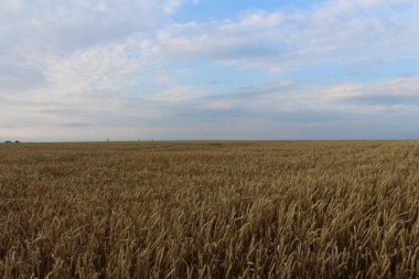 Buğday tarlası ve bulutlu gökyüzü