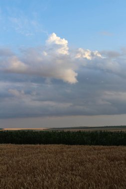 Kırsalda buğday tarlası