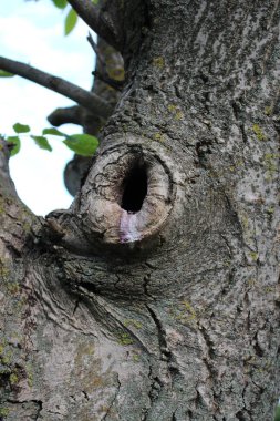 Bir ağaç gövdesine yakın çekim