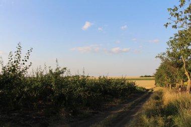 Ağaçlarla dolu bir tarlası ve bulutlu bir gökyüzü olan güzel bir manzara.
