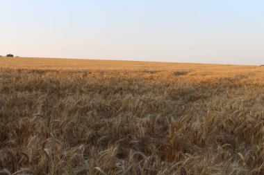 Güneşli bir günde altın buğday tarlası