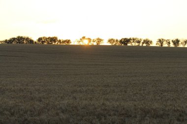 Gün batımında buğday tarlası