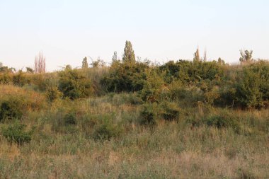 Yazın ormandaki ağaçlar