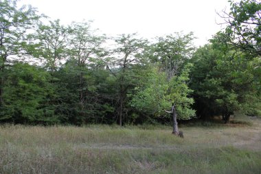 Dağlardaki orman. İsrail 'in kuzeyindeki dağ..