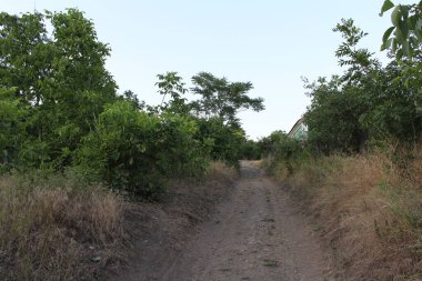 Ağaçlar ve bitkilerle dolu güzel bir manzara..