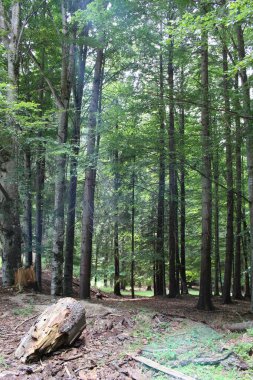 parkta orman ve ağaçlar