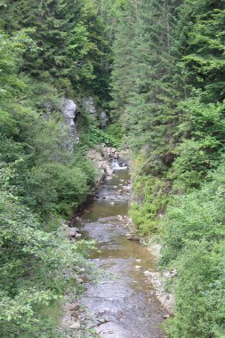 Ormandaki güzel bir nehir manzarası.