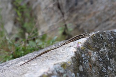 Bir kayanın üzerindeki kertenkelenin dikey görüntüsü.