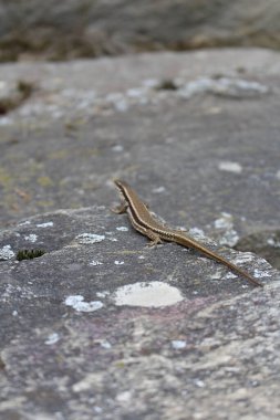 Buzlu kertenkele. Taşın üzerinde kertenkele.