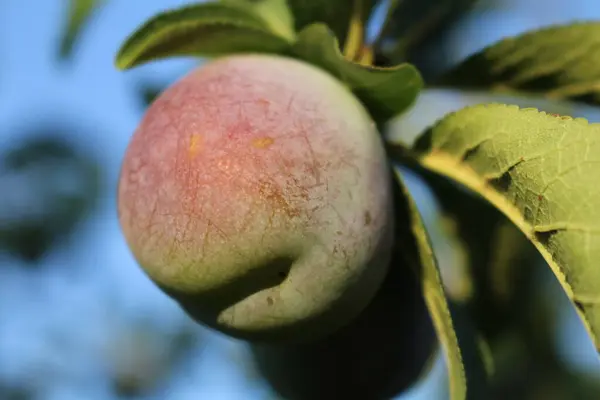 ripe peach fruit on a branch of a tree